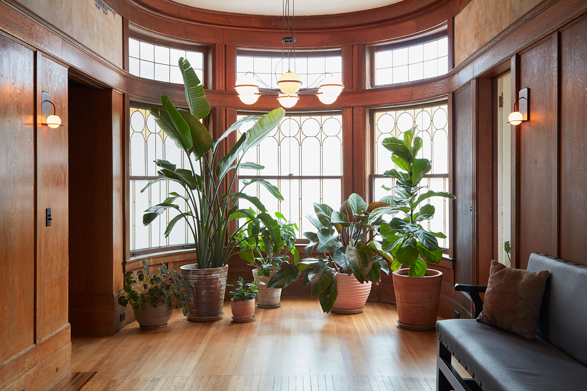 A thriving tall Bird of Paradise plant with multiple large leaves in a modern living room corner, warm afternoon sunlight, neutral decor, photorealistic interior photography
