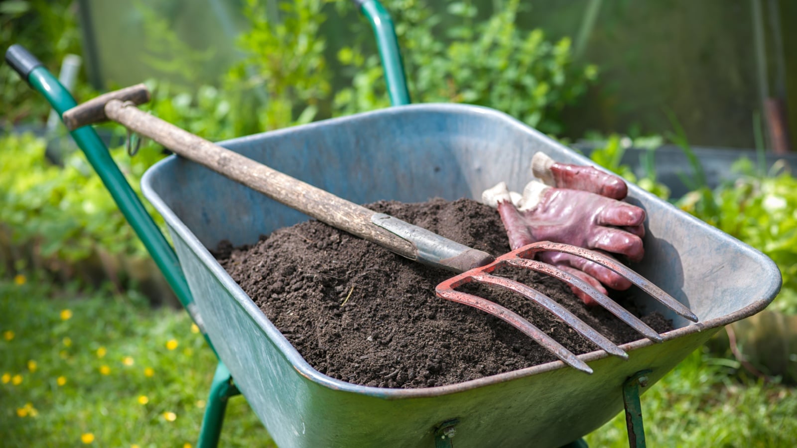 A wheelbarrow filled with finished compost beside a backyard vegetable garden