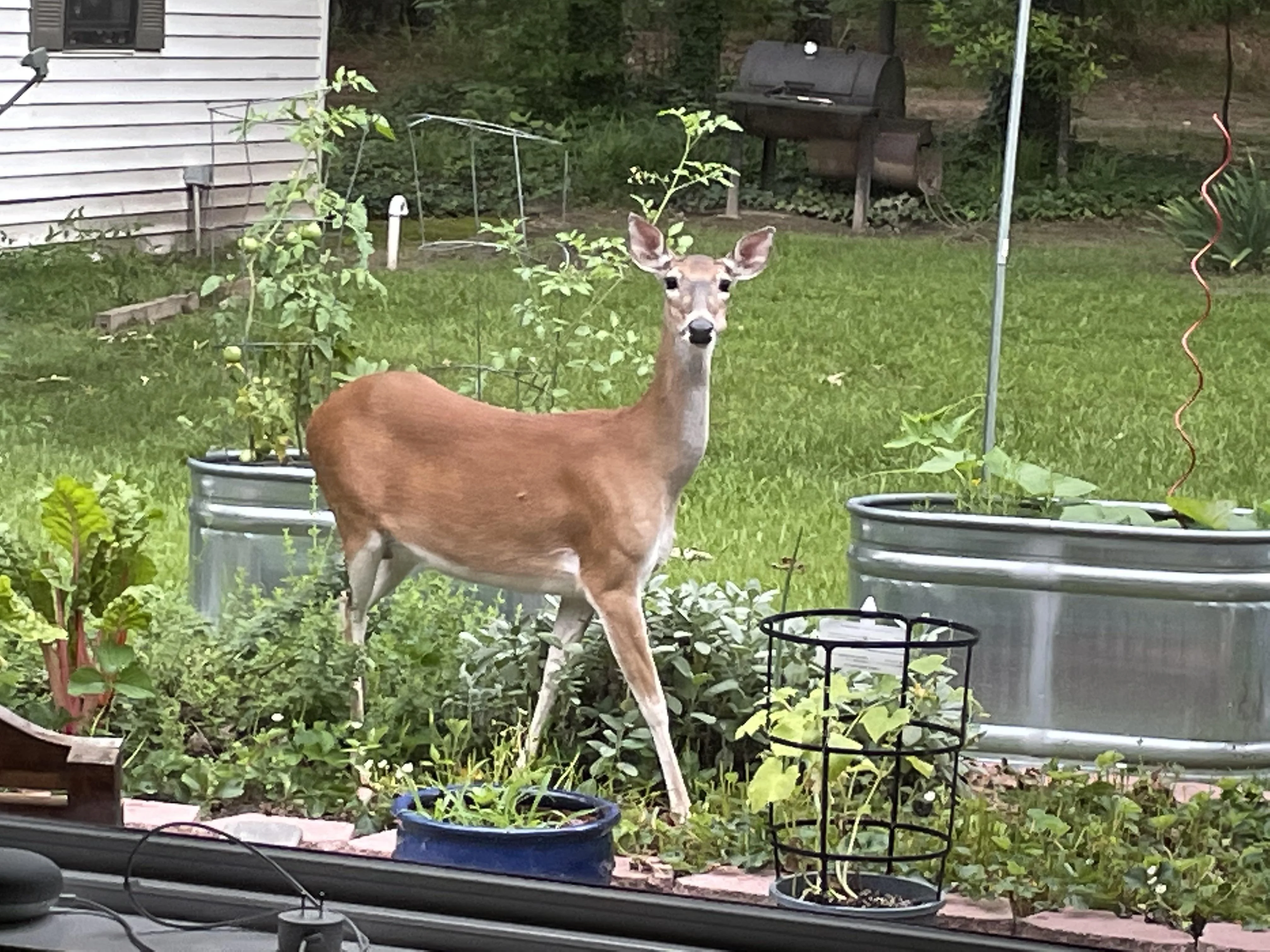 How to Keep Deer Out of Your Garden Naturally