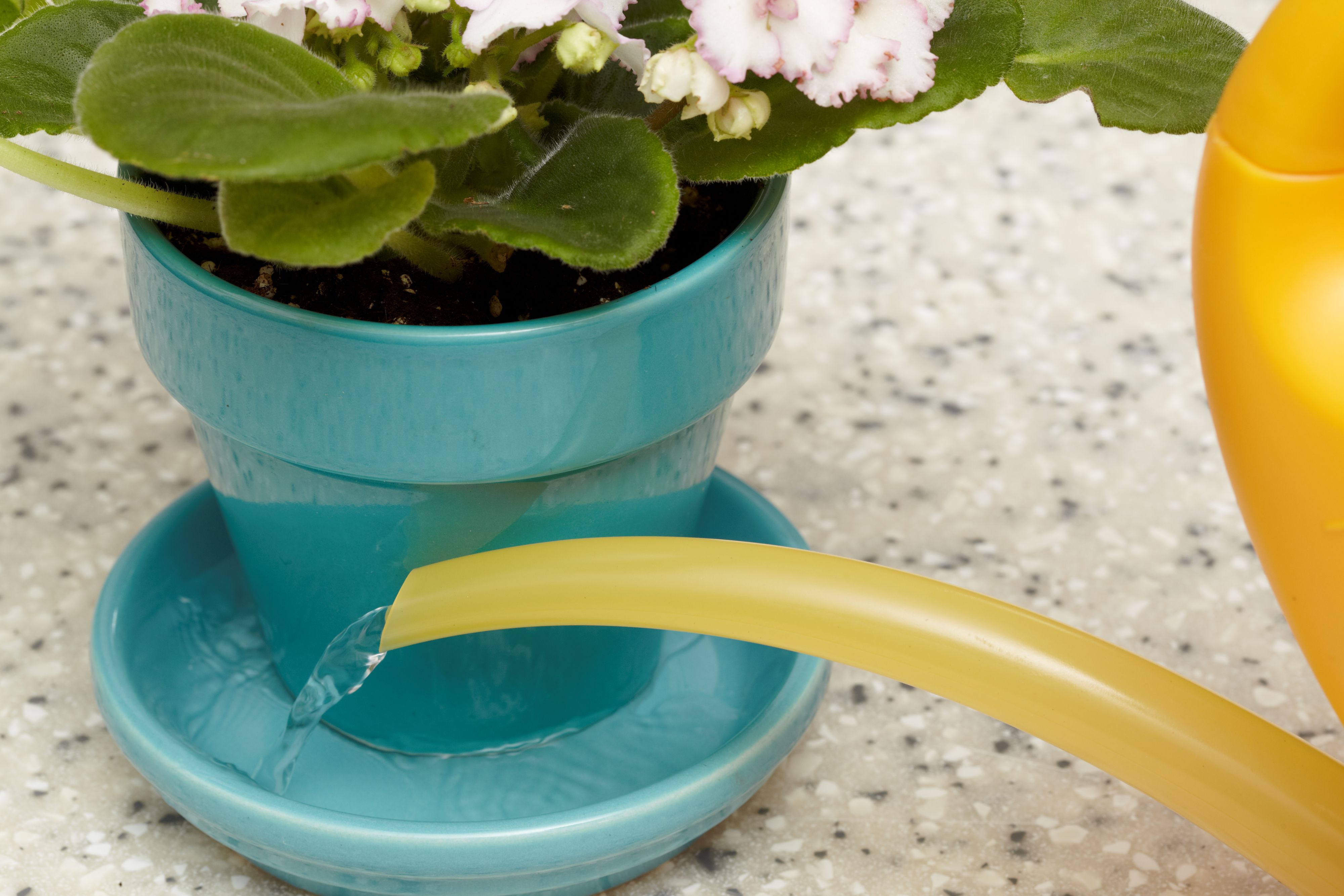 African violet pot sitting in a shallow dish of water, leaves kept dry above the rim