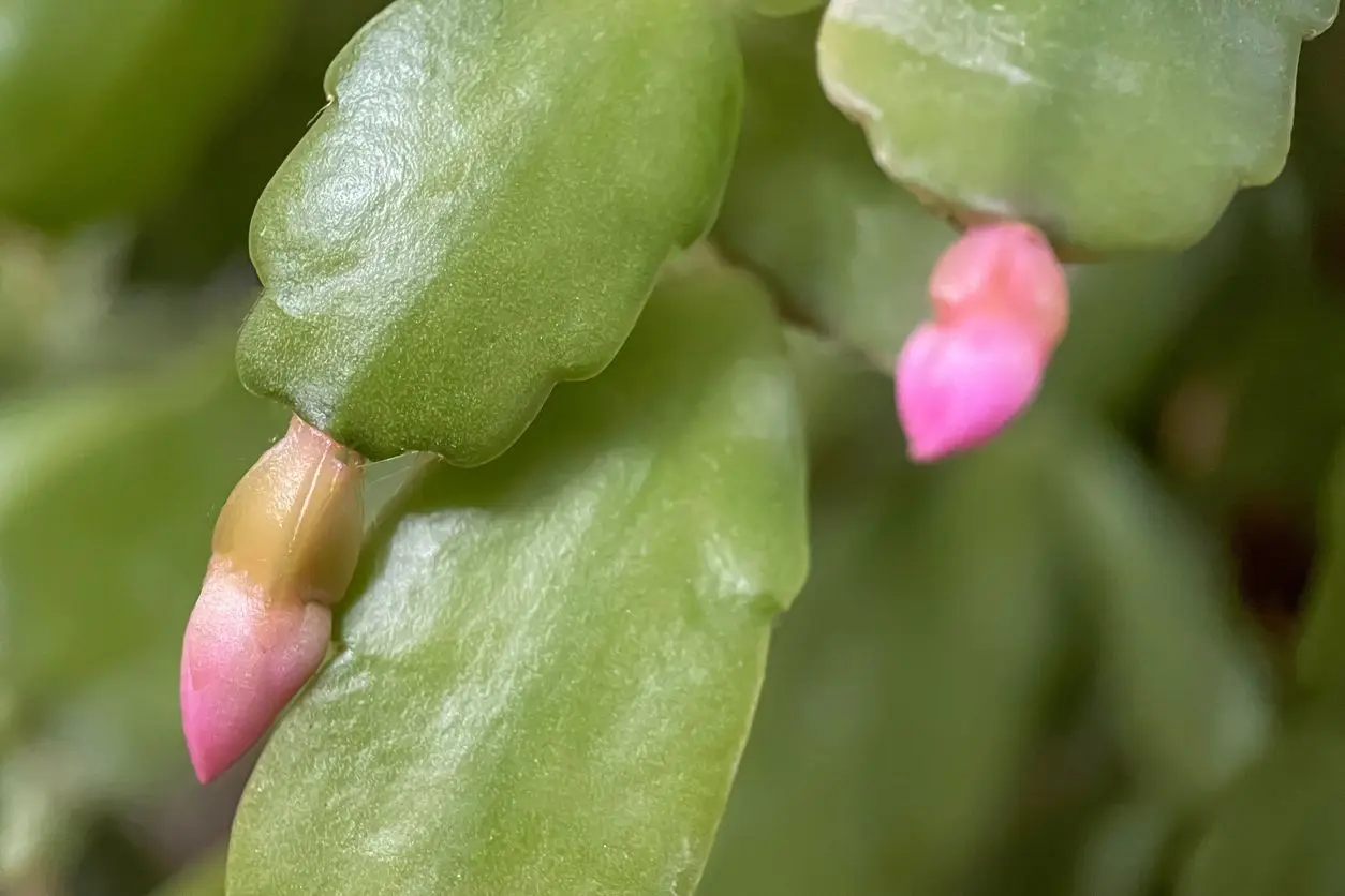 Close-up photo of a Christmas cactus stem tip with several small rounded flower buds forming, glossy green segments, soft window light, shallow depth of field