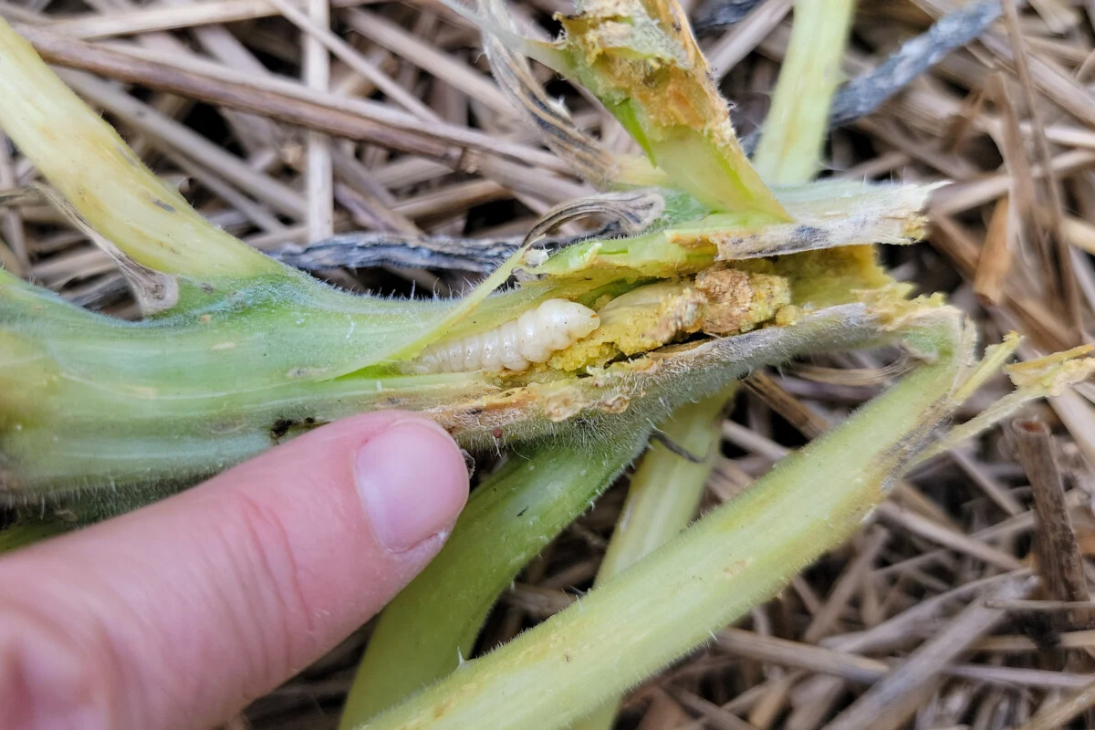 Close-up photo of a squash vine near the soil line with a small entry hole and crumbly tan frass on the stem, garden soil visible, natural light