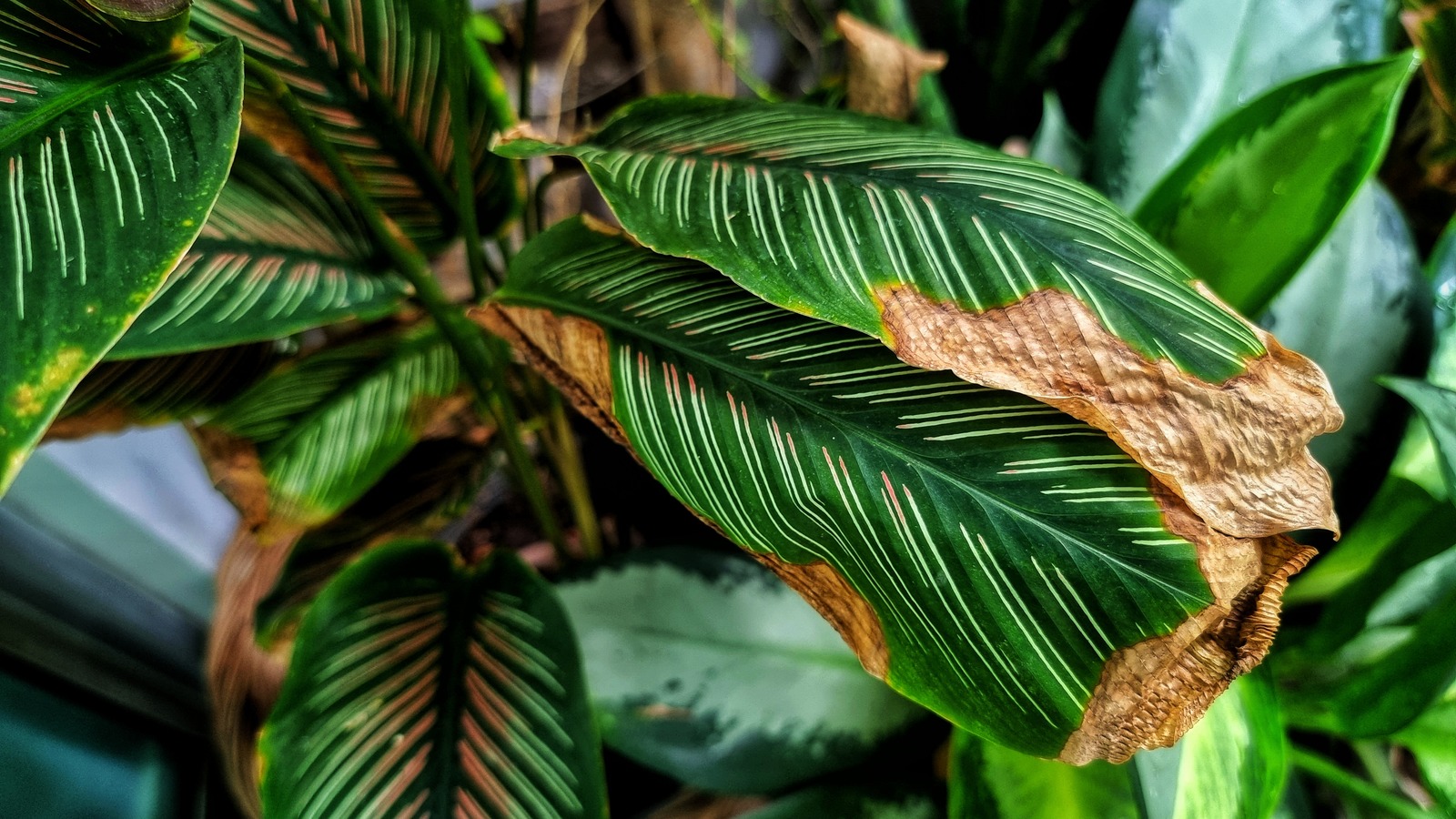 Close-up photograph of a calathea leaf with slightly crispy brown tips and edges, the rest of the leaf still patterned and green, indoor plant troubleshooting scene