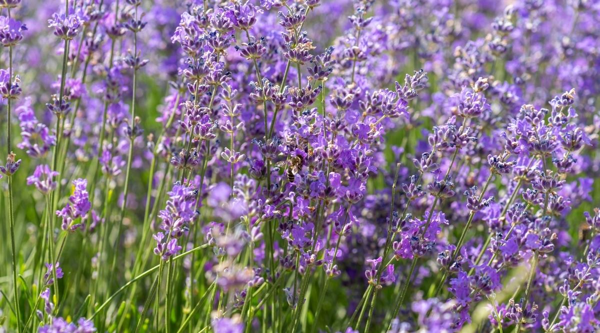 Lavender plants in bloom under strong midday sunlight, with vibrant purple spikes and bees visiting flowers, outdoor garden photography