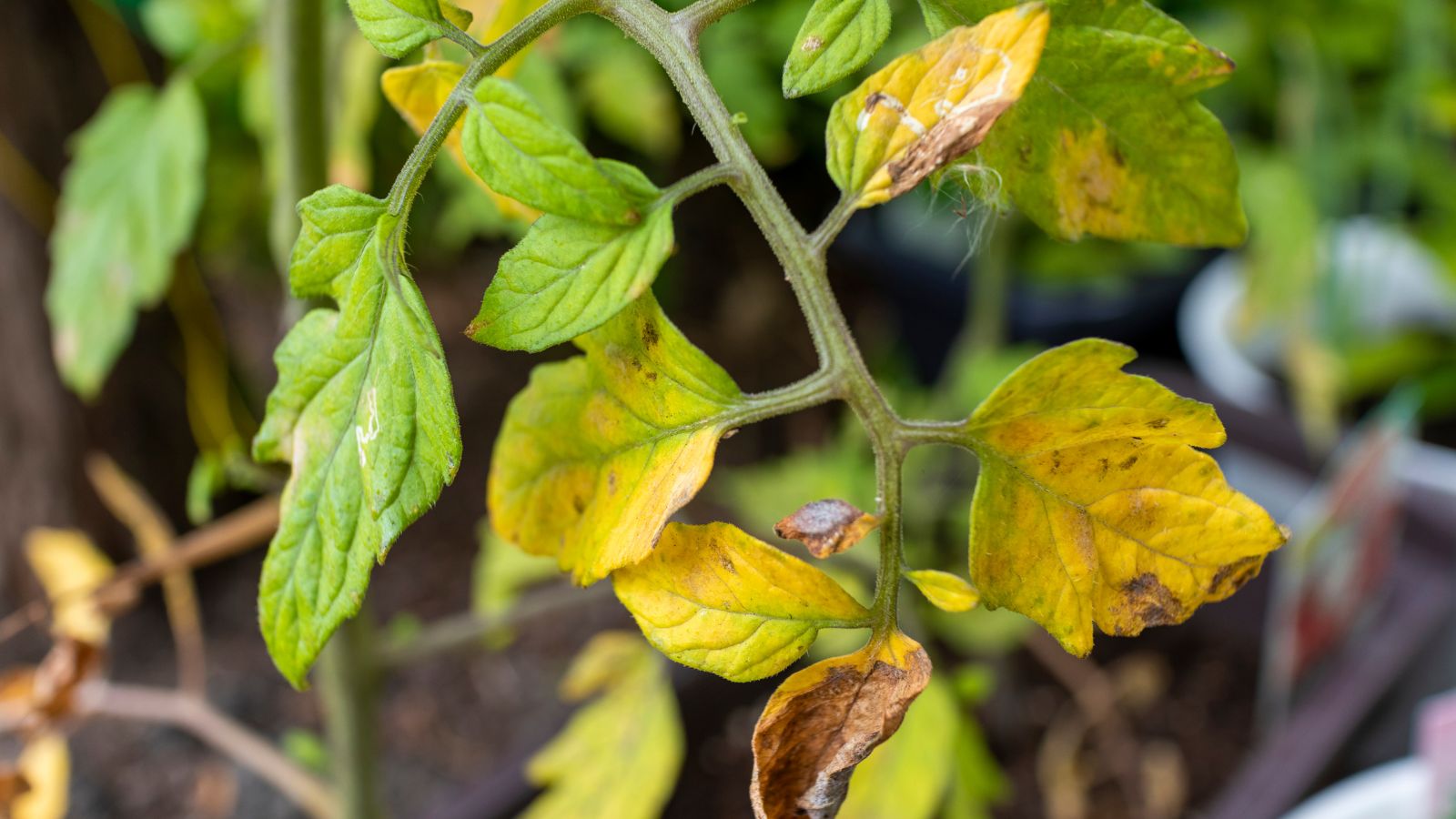 Natural Tomato Disease Fixes