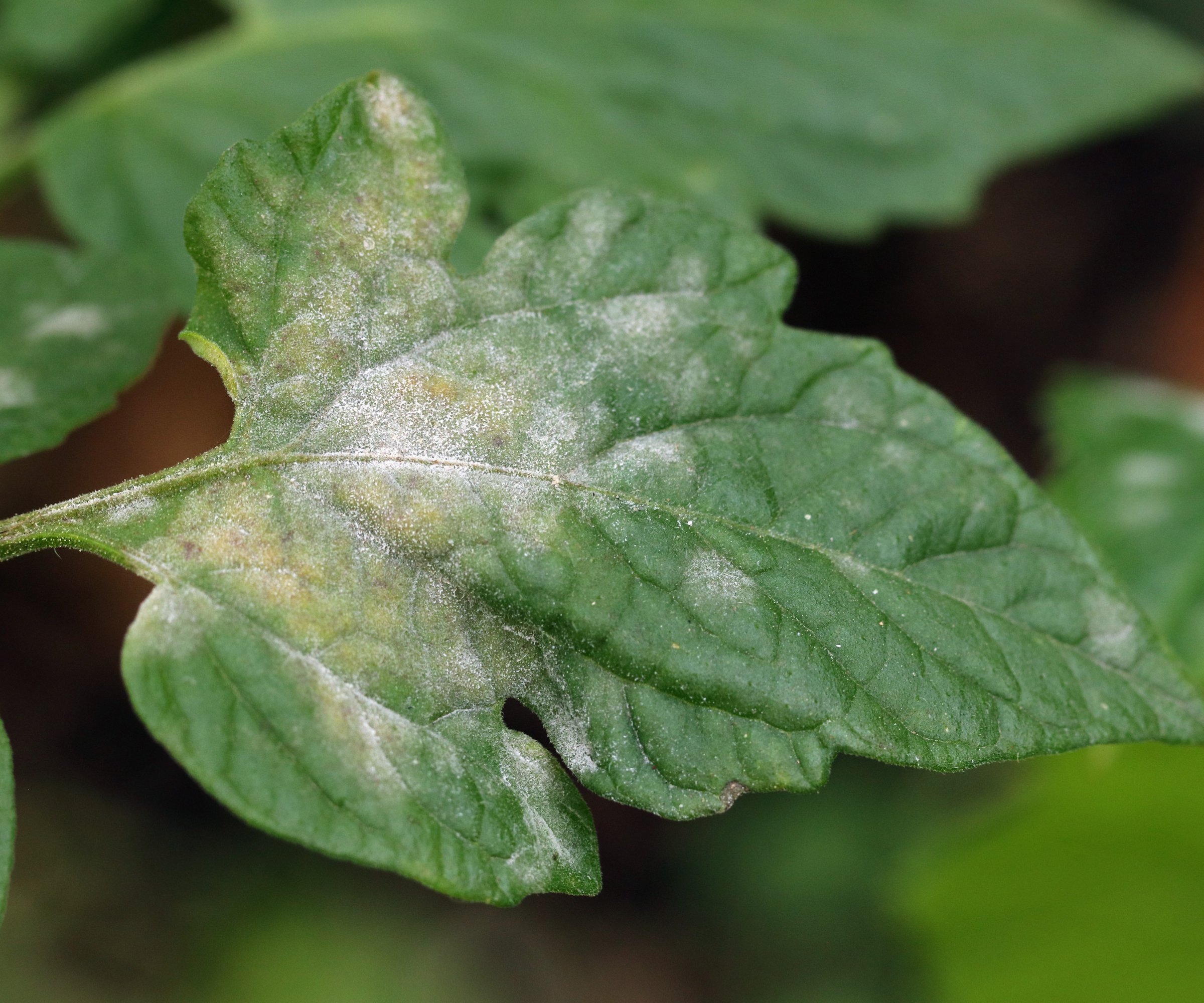 Tomato leaves with a light white, powdery coating on the surface