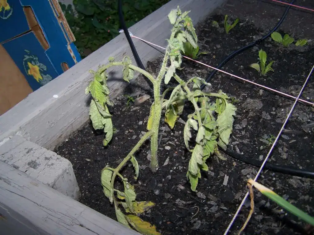 Young tomato seedling in a garden bed with slightly wilted leaves