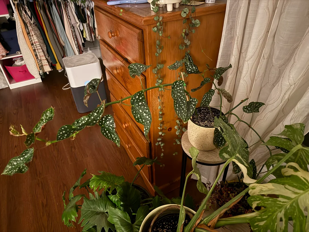 A Begonia maculata positioned a few feet from a sunny window with a sheer curtain filtering the light, indoor home setting, real photo
