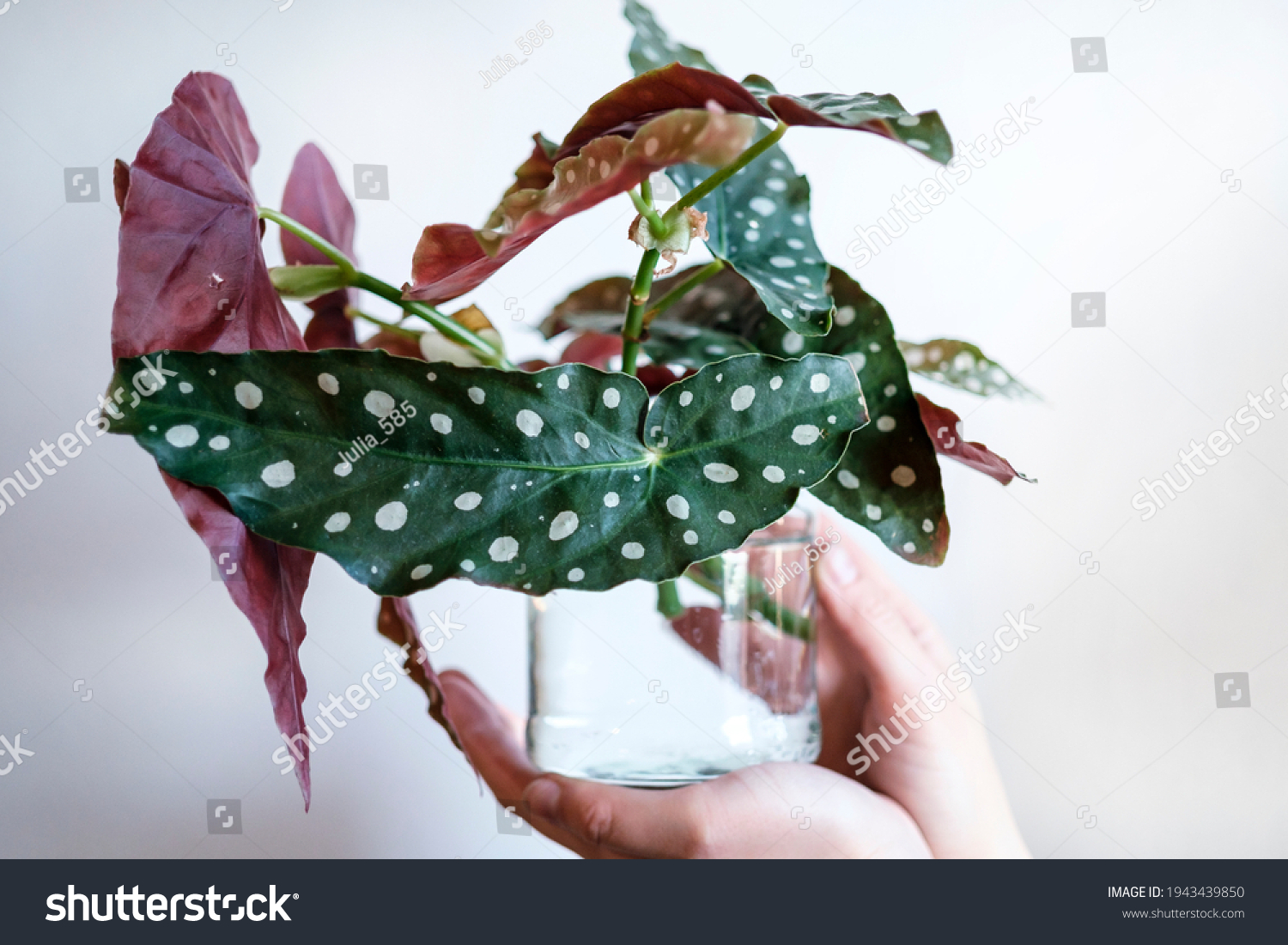 A Begonia maculata stem cutting with two leaves rooting in a clear glass jar of water on a bright windowsill, real indoor photography