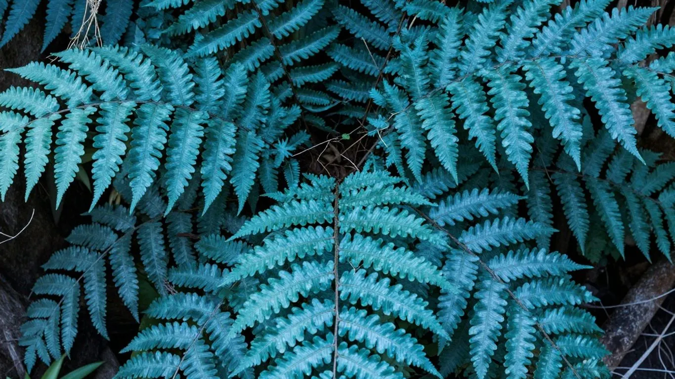 A Blue Star Fern placed a few feet from a bright south-facing window with a sheer curtain, soft indirect light illuminating textured fronds, realistic indoor plant photo