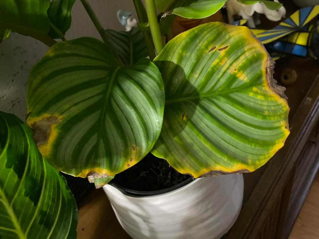 Featured image for Why Are My Calathea Leaves Turning Brown? 9 Causes and Fixes