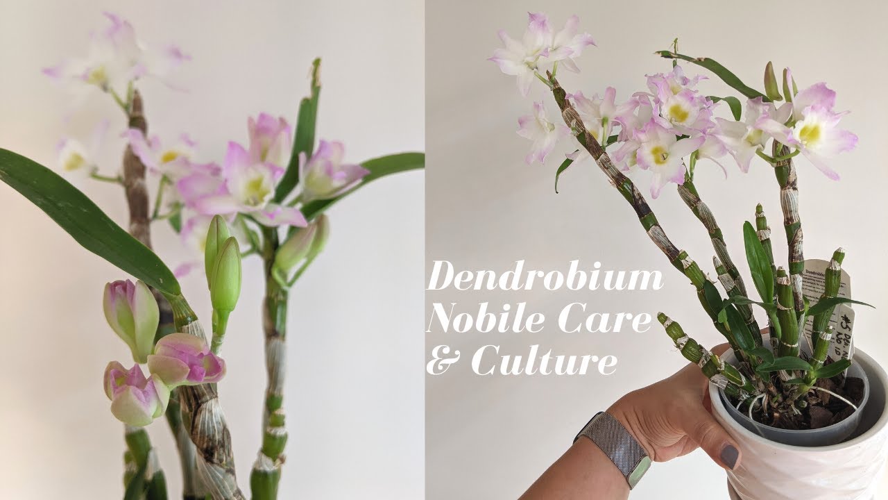 Featured image for Dendrobium Nobile Winter Rest