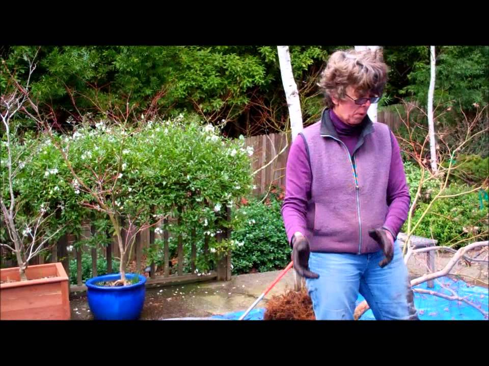 A Japanese maple removed from its container showing a root-bound root ball being gently trimmed with hand pruners, real photograph