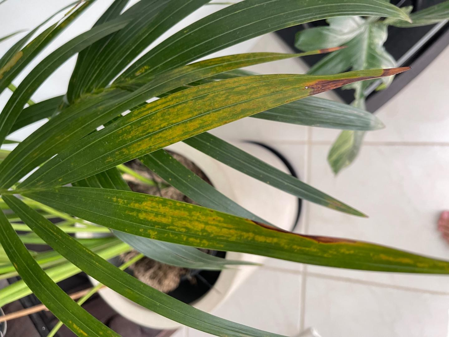 A Kentia palm being gently rinsed in a household shower, water running over the fronds to wash away dust and pests, realistic indoor plant care photo