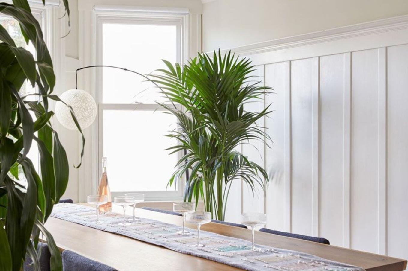 A Kentia palm next to a small humidifier in a cozy room, with soft mist visible in the air and fronds looking glossy and healthy, realistic home photo