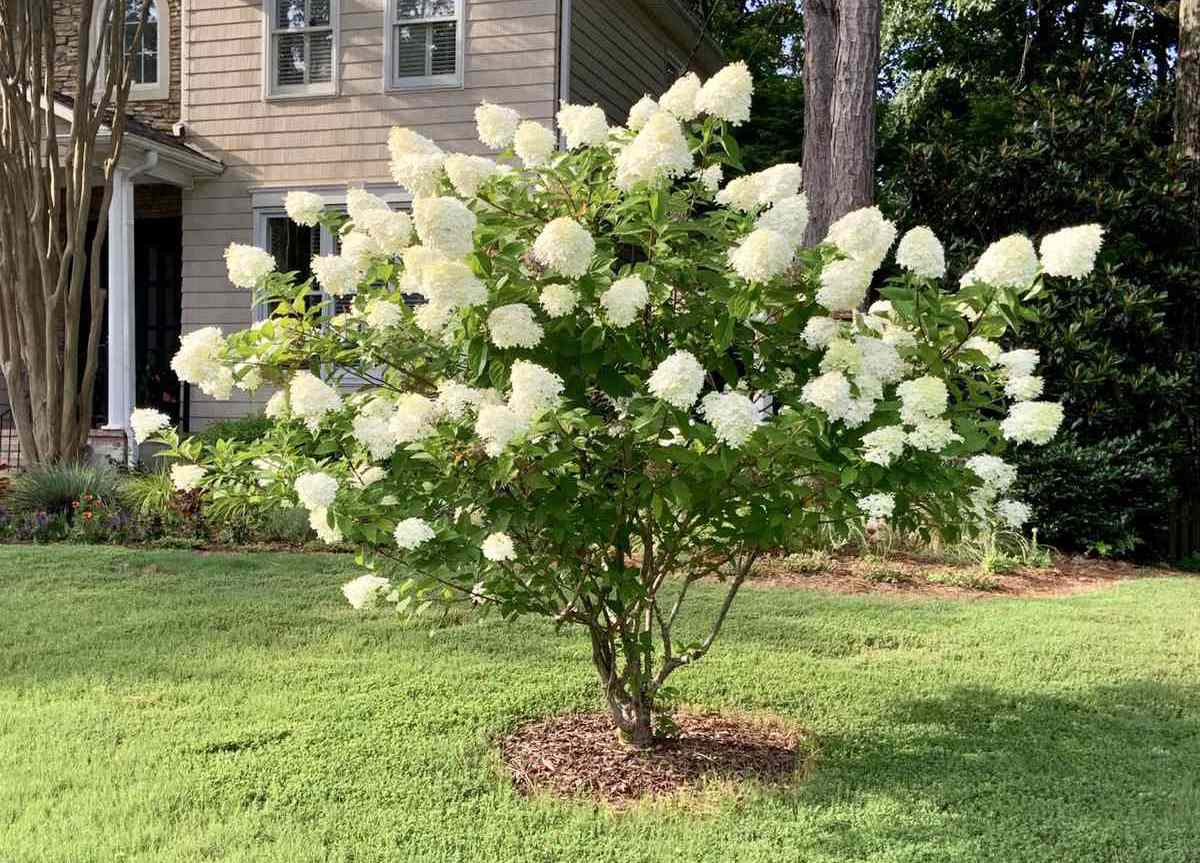 Featured image for Panicle Hydrangea Care and Pruning for Big Blooms