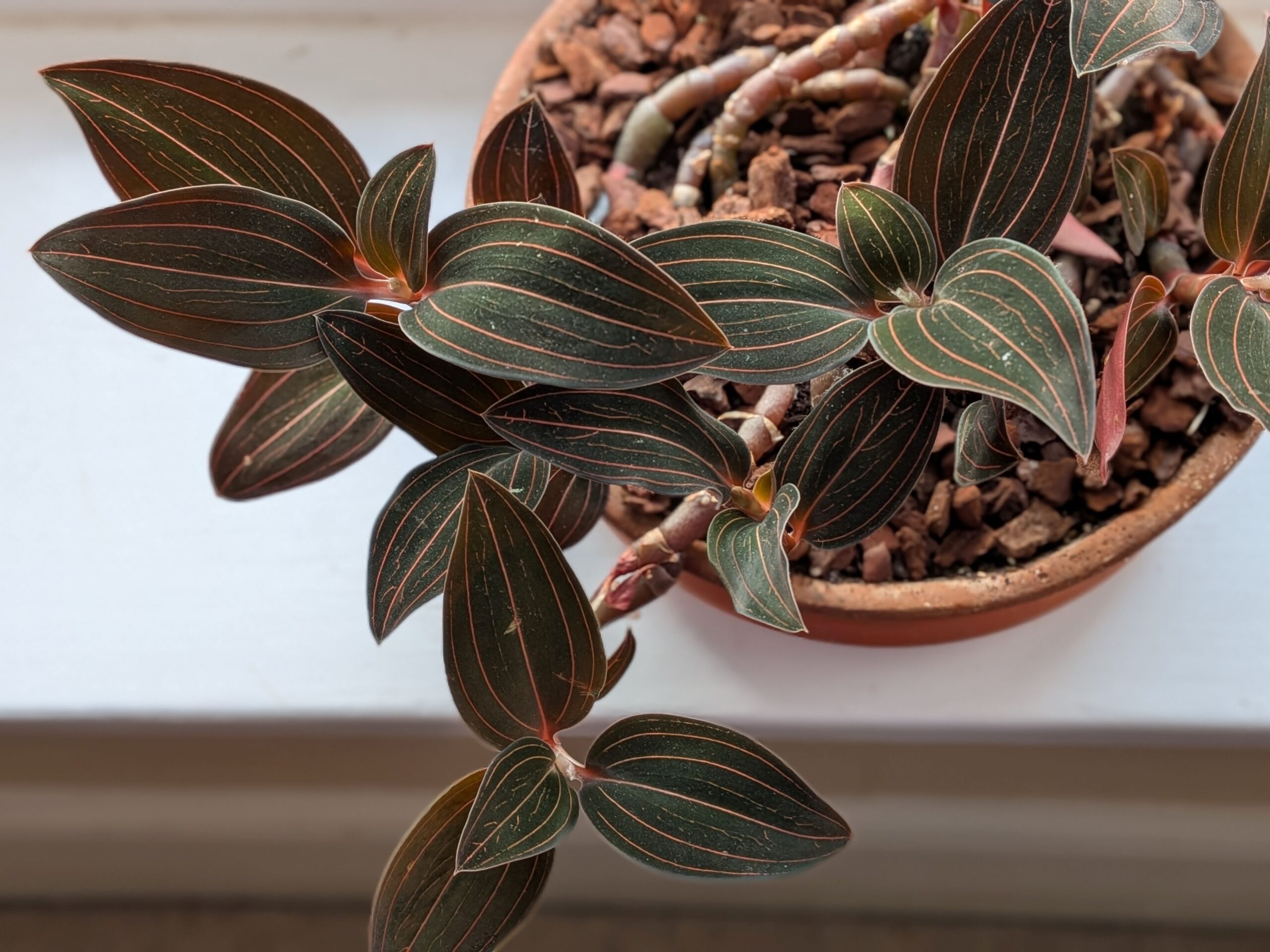 A Ludisia discolor jewel orchid in a ceramic pot placed a few feet from a north-facing window with soft indirect light in a cozy living room