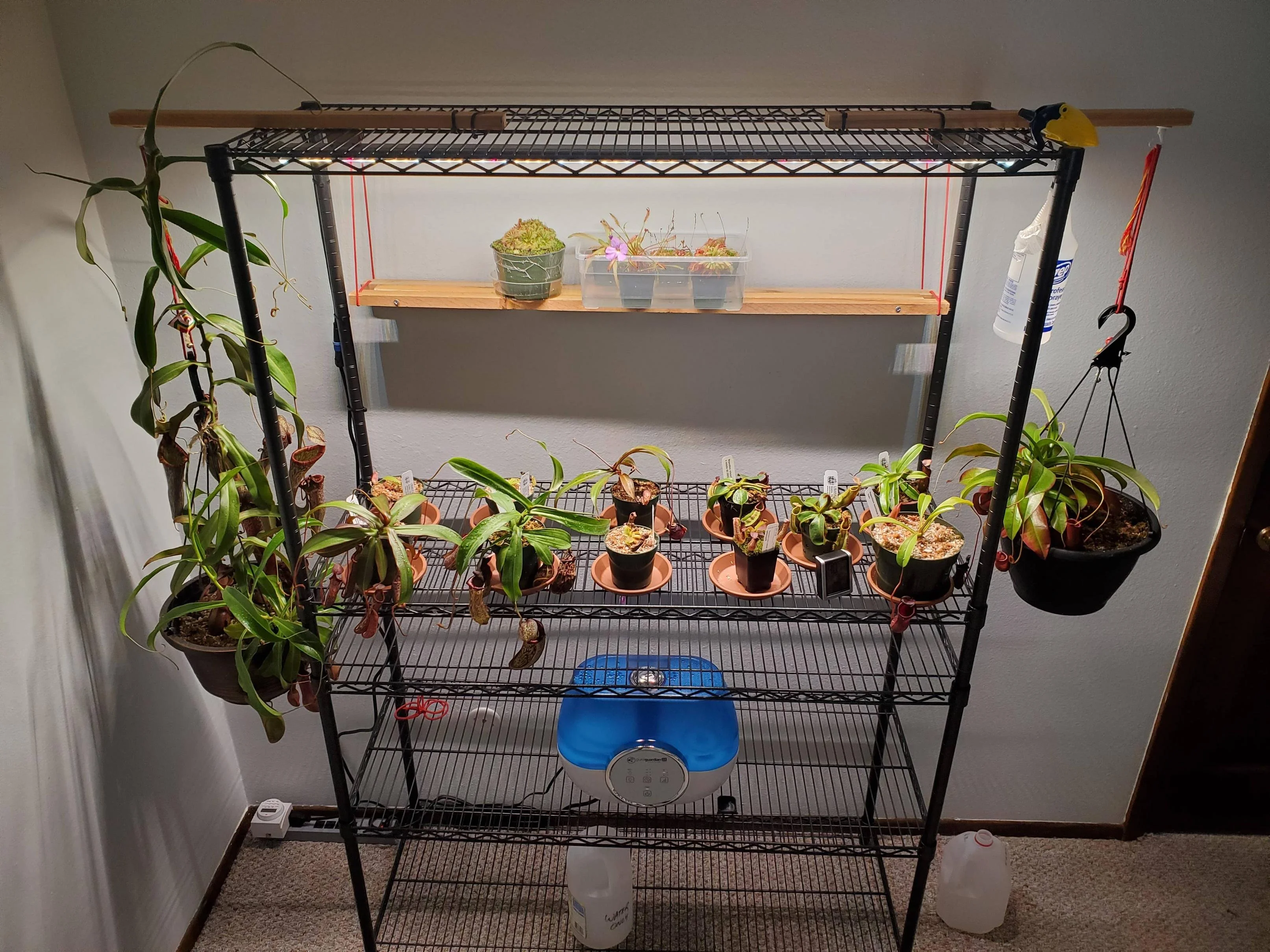 A Nepenthes pitcher plant growing on an indoor plant shelf under a bright LED grow light, with several developing pitchers, home photography style