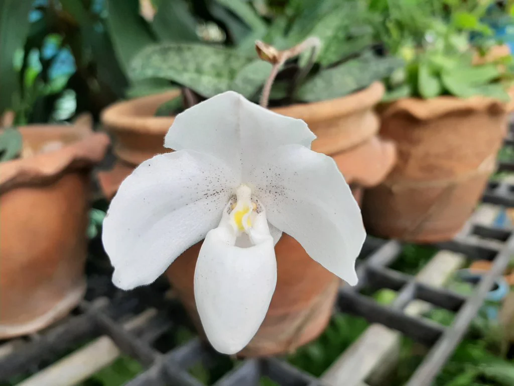 A Paphiopedilum orchid growing in a clear plastic nursery pot filled with chunky bark and perlite, with healthy pale roots visible near the pot wall
