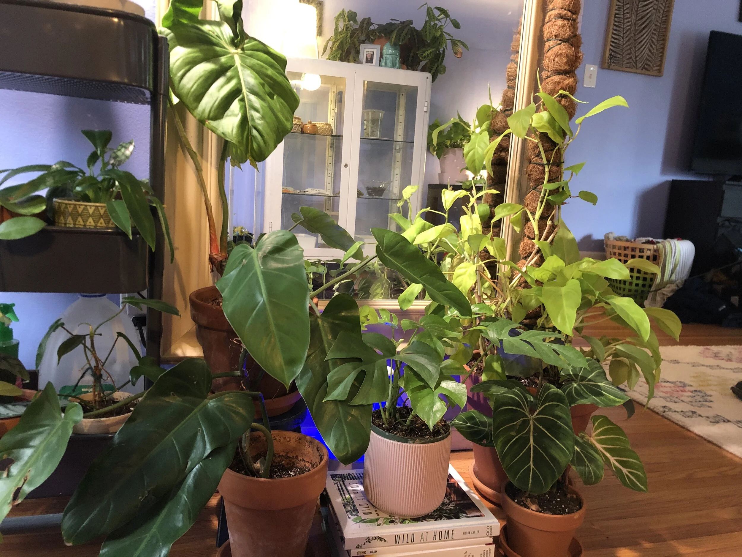 A Philodendron Brasil climbing a moss pole indoors, with aerial roots attaching and leaves getting larger up the support