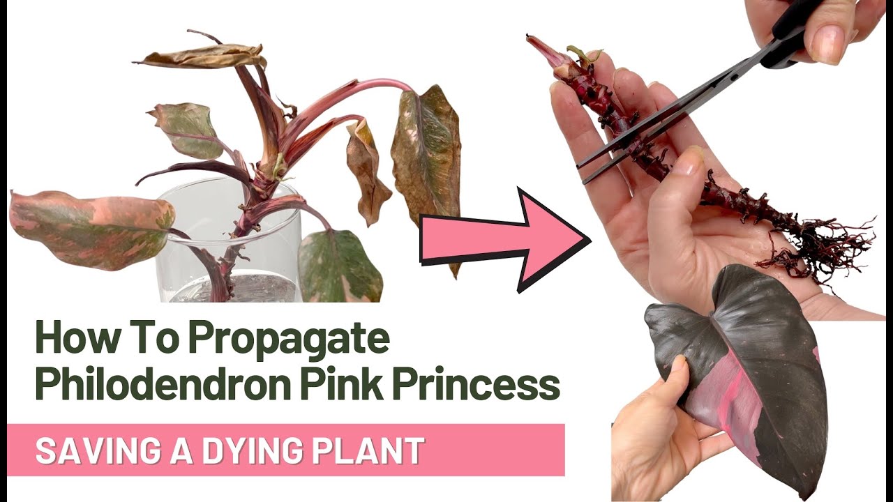 A Philodendron Pink Princess cutting with a single leaf and visible node placed in damp sphagnum moss inside a clear plastic container, photographed in bright indirect light