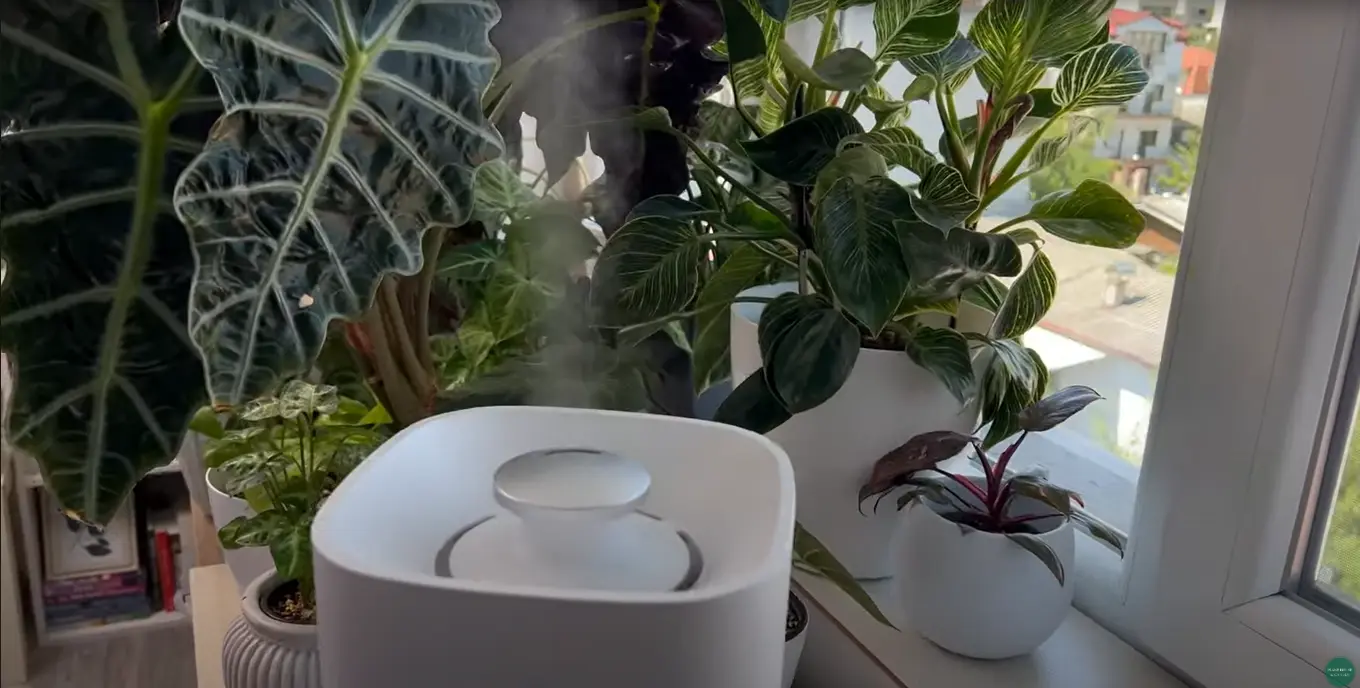 A Philodendron Pink Princess on a shelf near a small humidifier, with healthy glossy leaves and visible pink variegation in a bright room