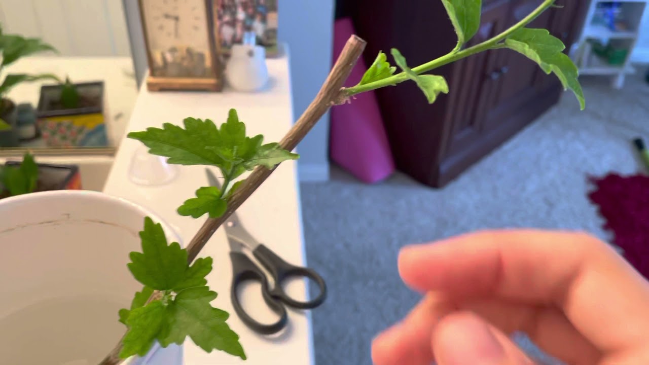 A Rose of Sharon stem cutting showing several leaf nodes and a freshly cut end held above a pot of propagation mix
