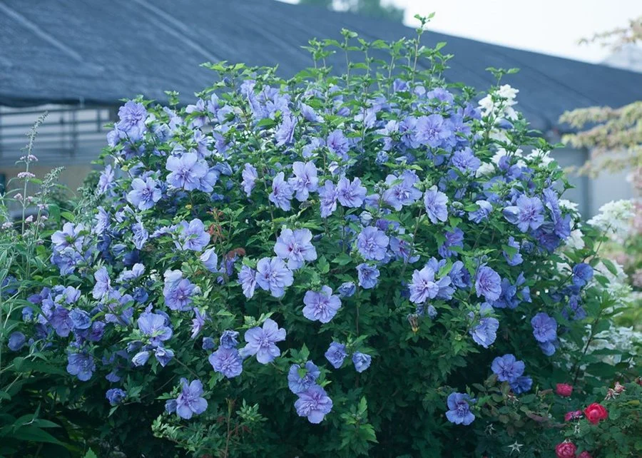 A Rose of Sharon trained into a small multi-trunk tree with blooms above a garden path, real outdoor photo