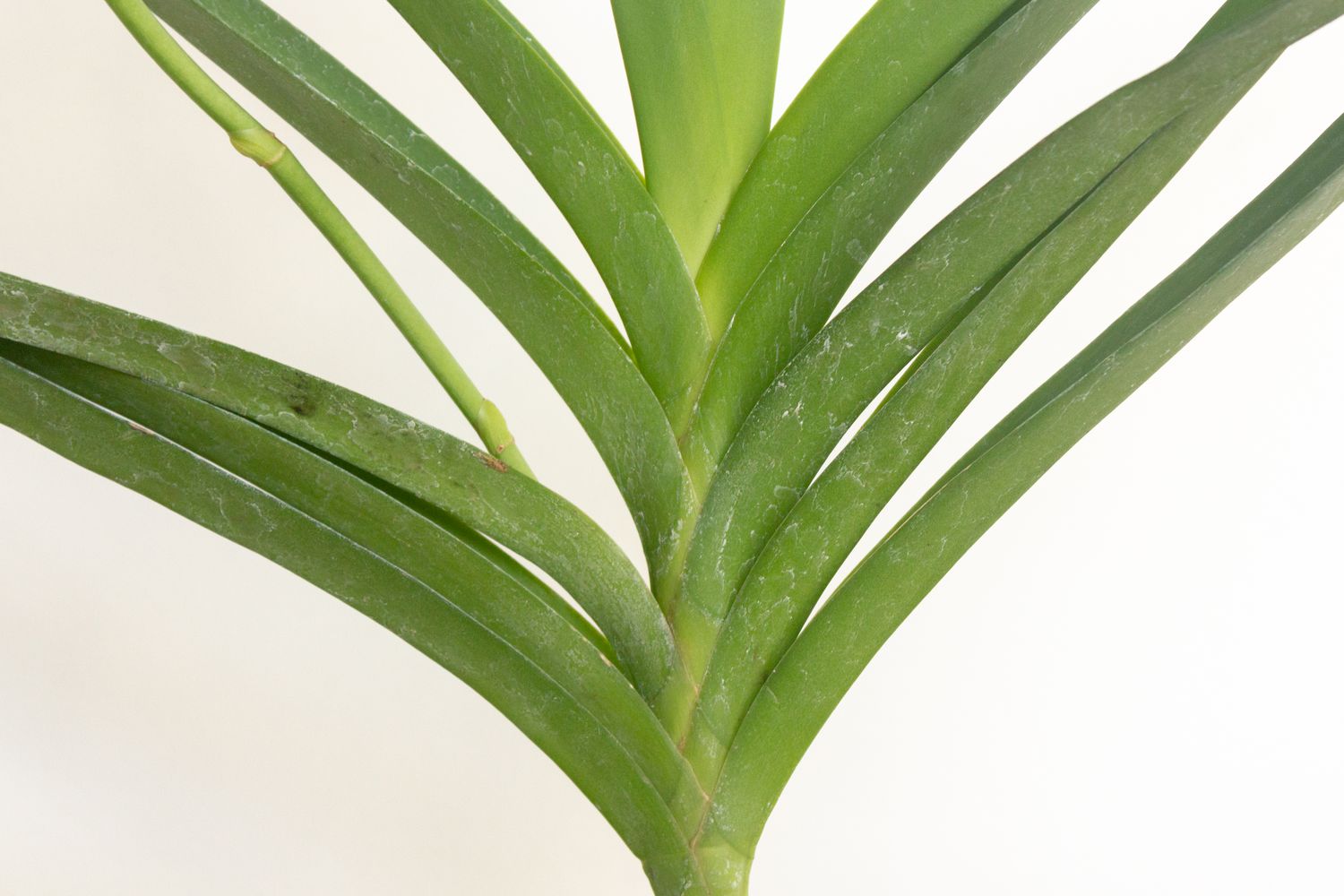 A Vanda orchid root cluster showing bright green growing tips and firm silvery roots hanging from a basket, natural light photo