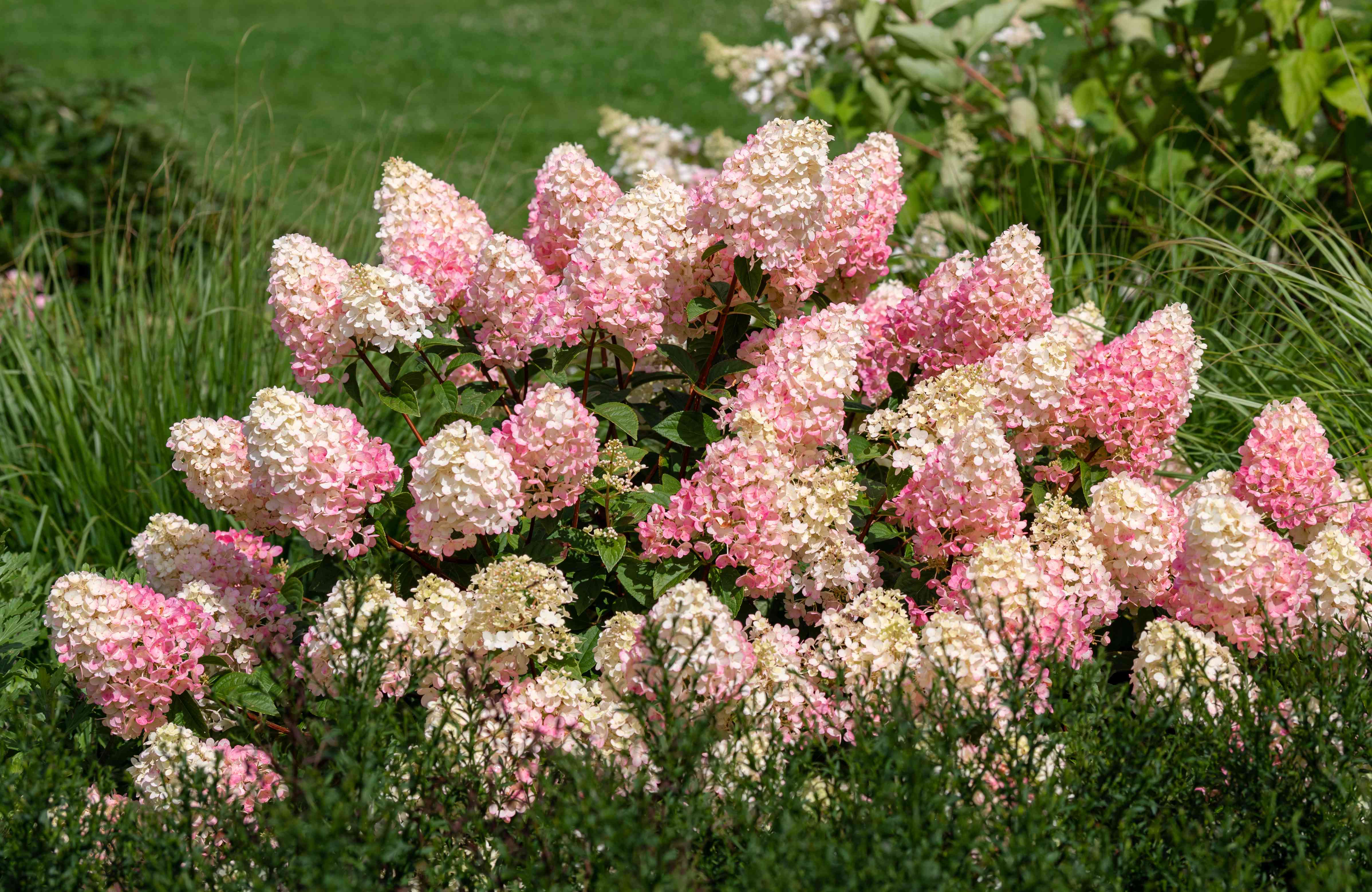 A Vanilla Strawberry panicle hydrangea in late summer with large cone-shaped blooms fading from white to bright pink, planted in a garden border, natural photography style