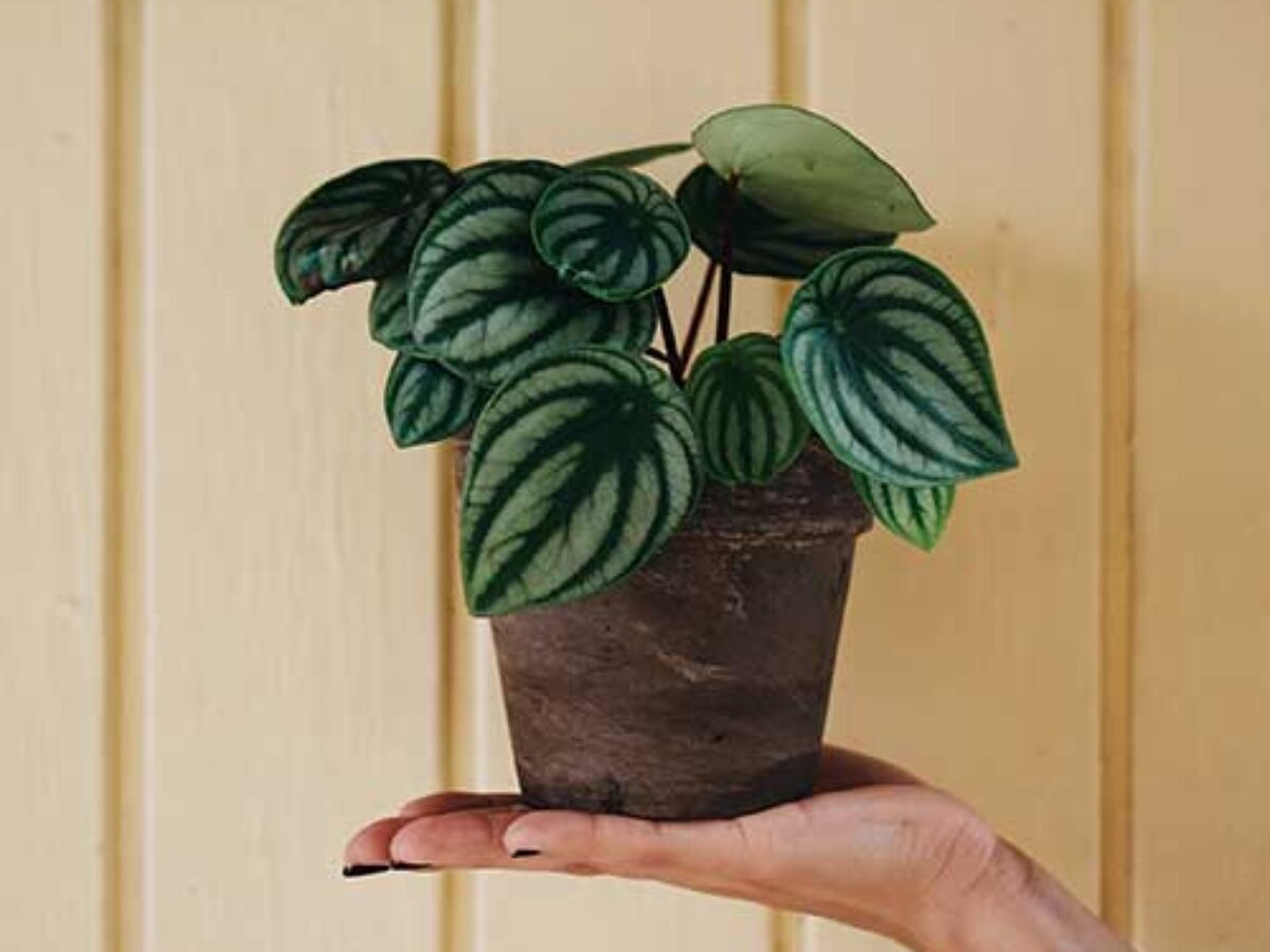 A Watermelon Peperomia sitting a few feet from a sunny window with a sheer curtain, showing bright indirect light and crisp leaf striping, real indoor photo