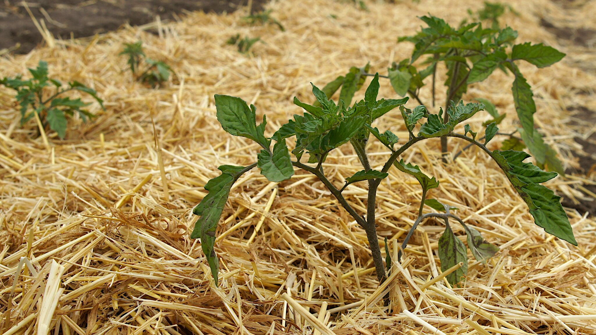 A backyard garden bed with tomato plants surrounded by a thick layer of straw mulch, sunlight filtering through leaves