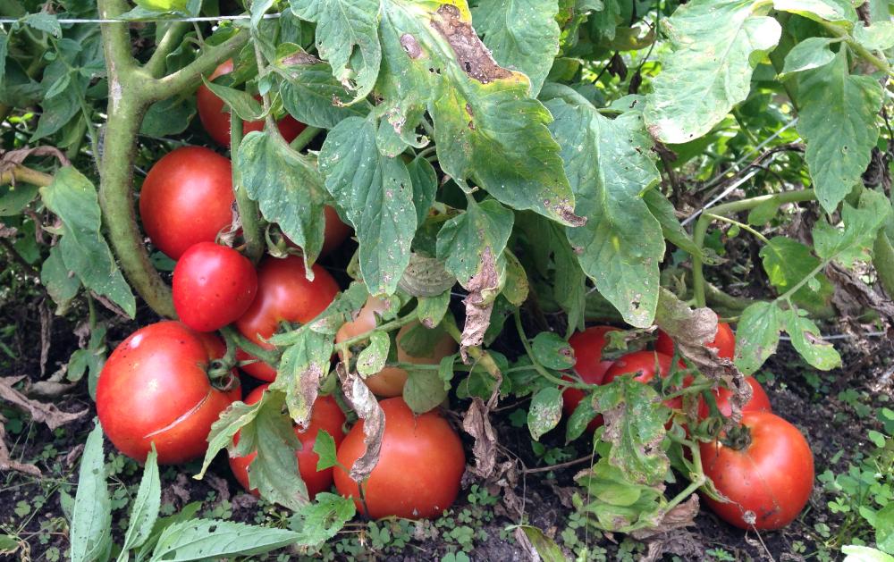Featured image for Why Tomato Leaves Turn Brown