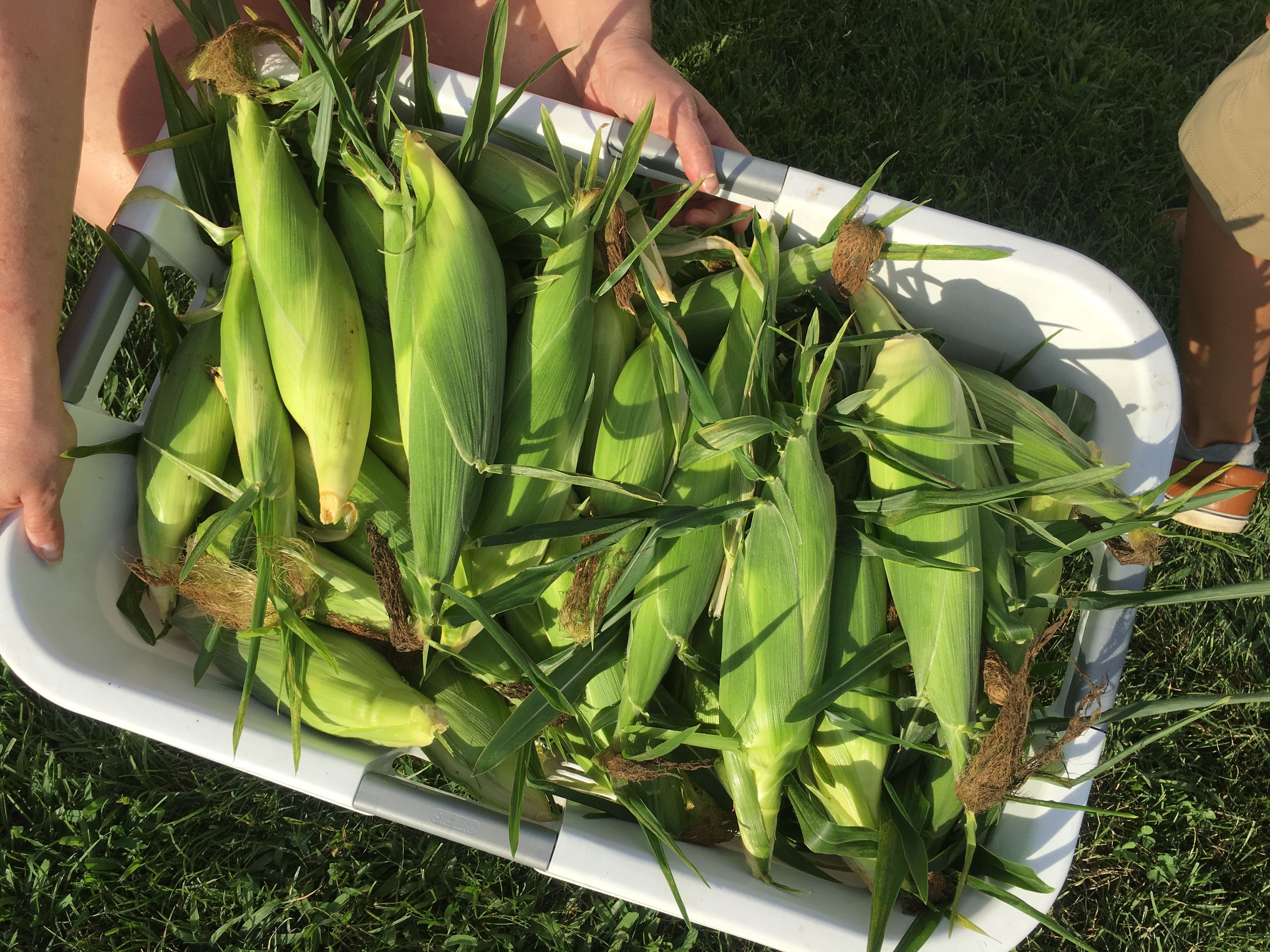 A basket of freshly picked sweet corn ears with green husks piled on a garden path next to a corn row