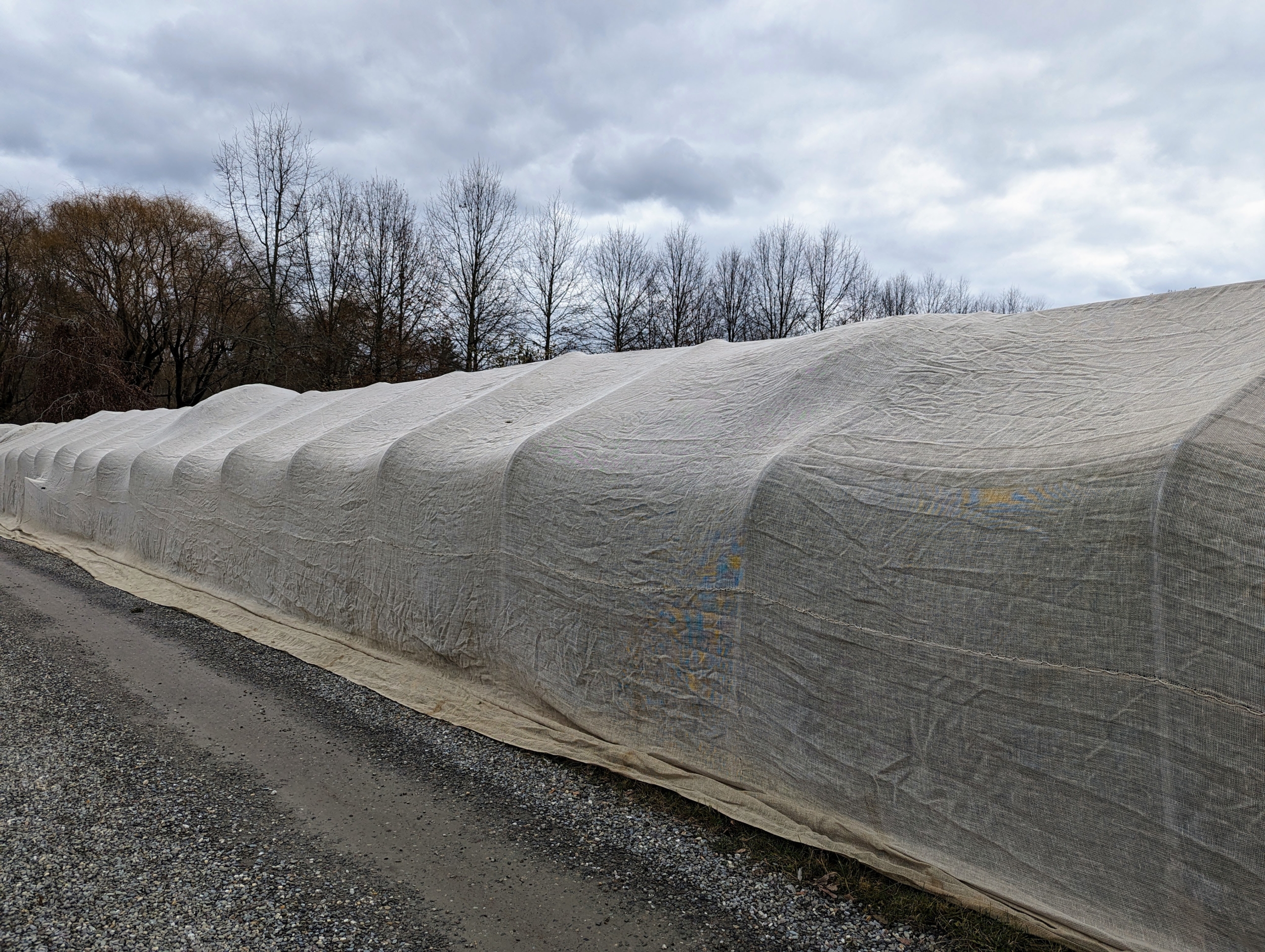 A boxwood shrub in a front yard protected by a burlap wind screen on wooden stakes during winter, real photography style