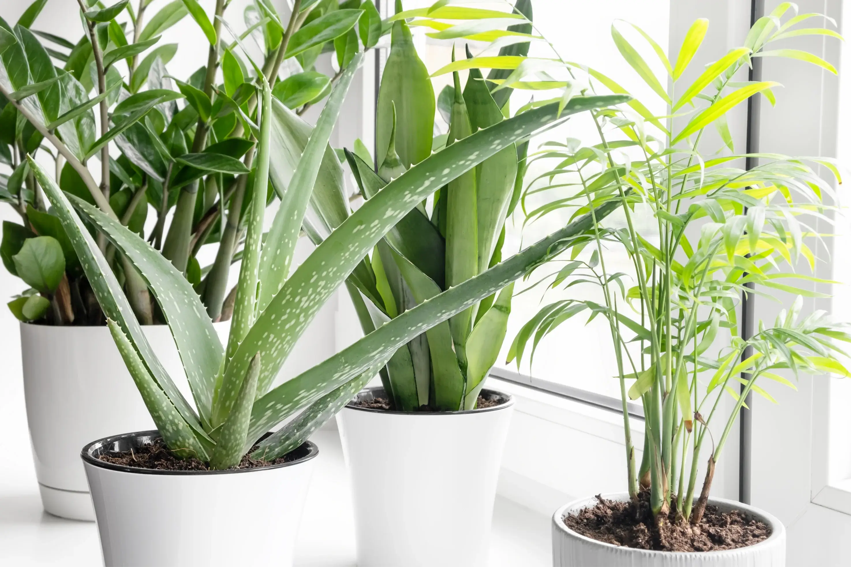 Featured image for Window Light for Indoor Plants