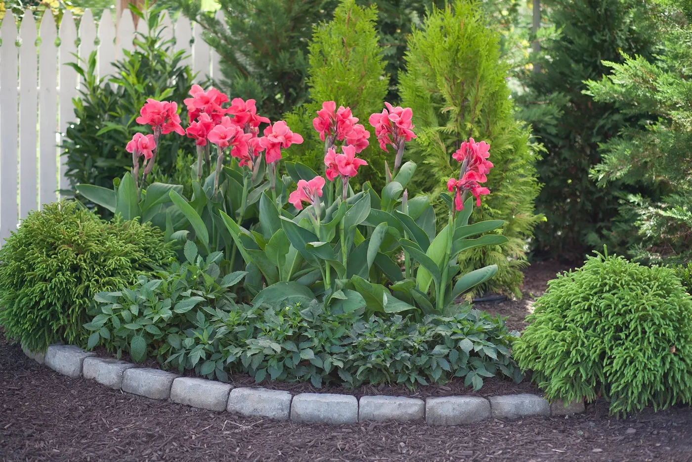 A canna lily planted near a fence with mottled shade from nearby tree branches, showing leafy growth without flower stalks
