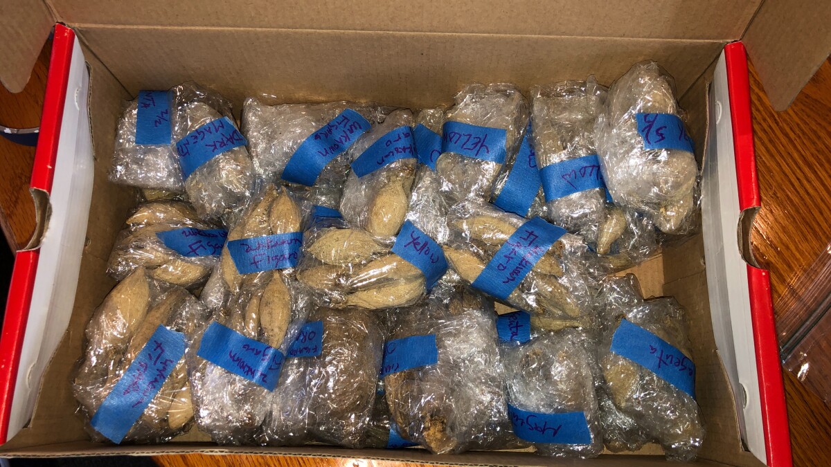 A cardboard box filled with dry vermiculite and neatly nestled dahlia tubers, stored on a basement shelf with a loose-fitting lid