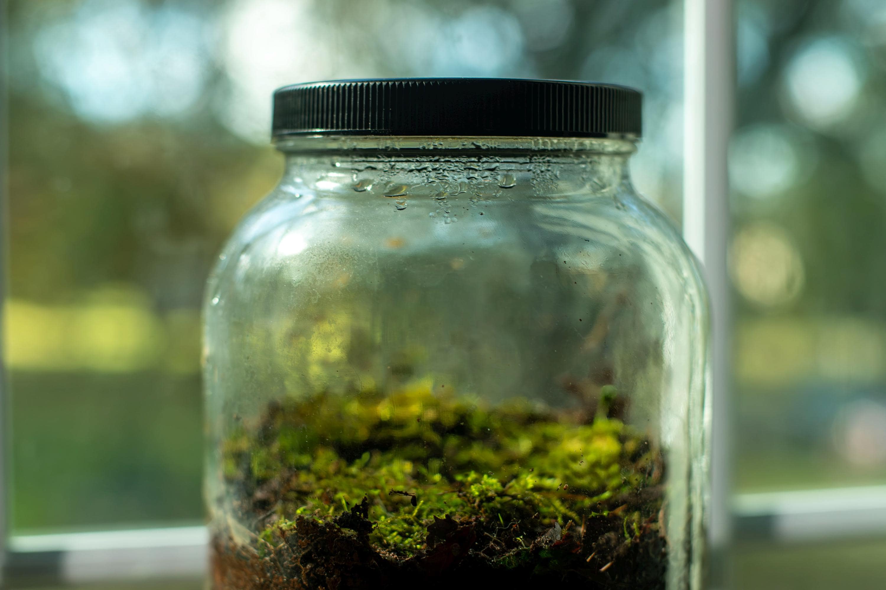Featured image for Closed Terrarium Care