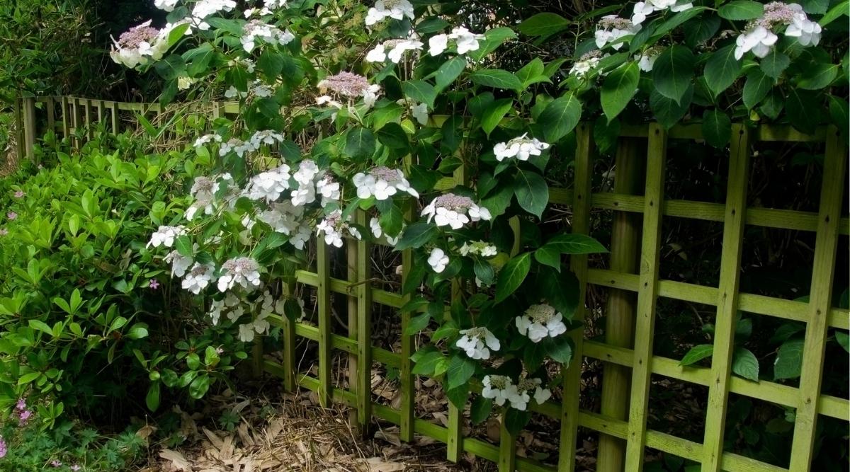 A climbing hydrangea vine trained onto a sturdy wooden trellis mounted a few inches away from a house wall
