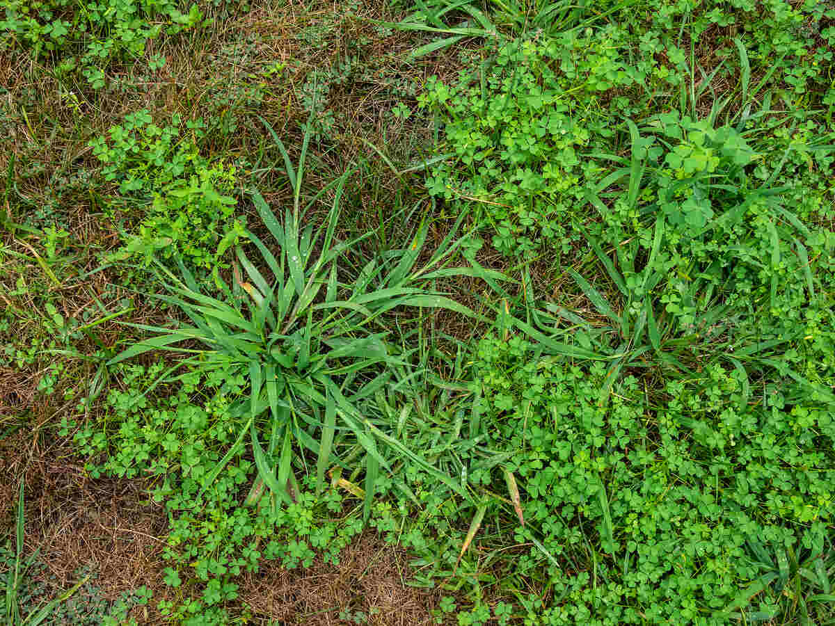 Featured image for Crabgrass: Prevention, Identification, and Natural Control