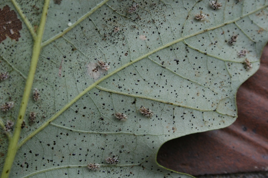 A close photograph of the underside of a hydrangea leaf showing tiny dark specks and a few pale shed skins clustered along the veins