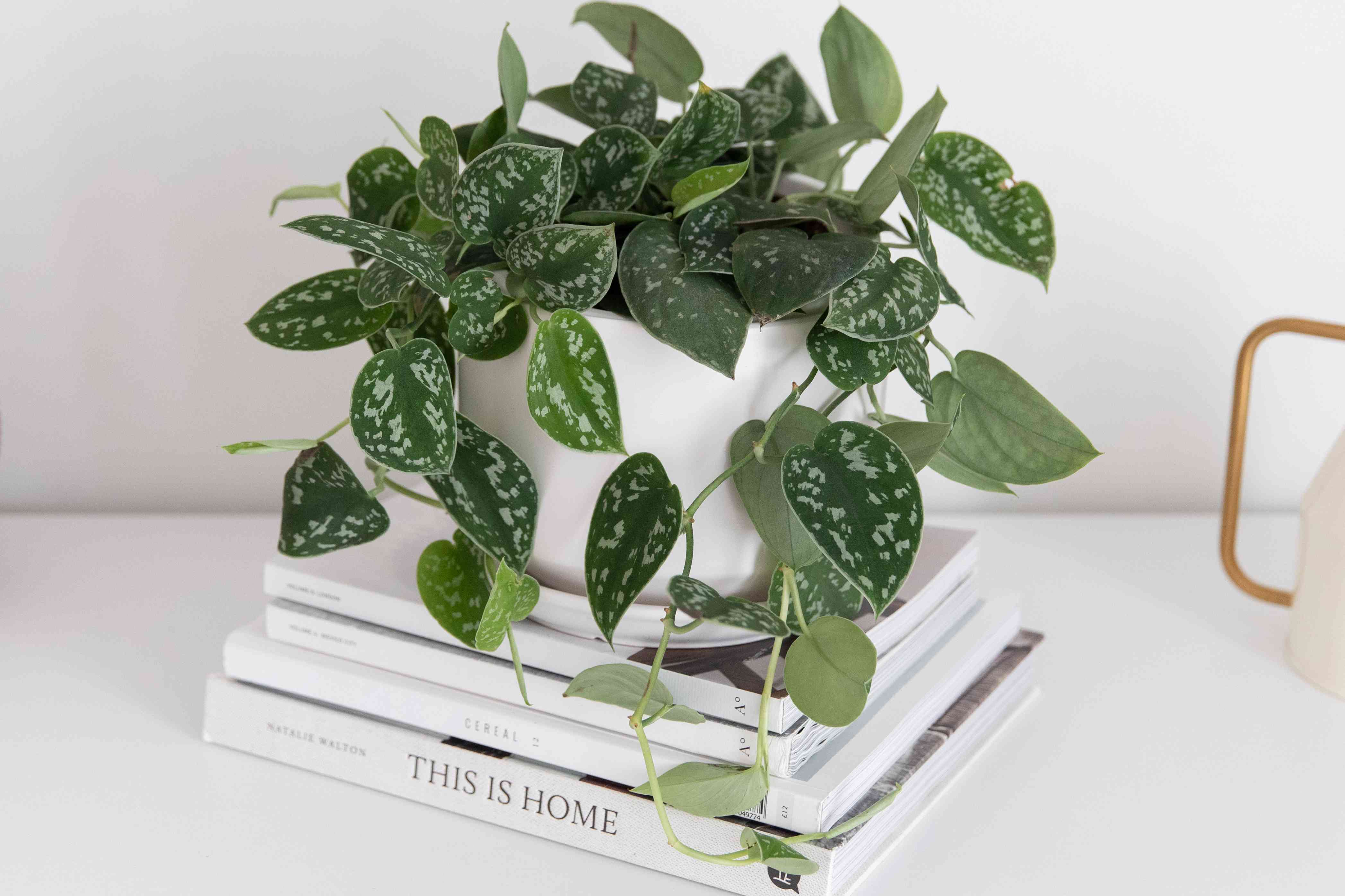 Featured image for Satin Pothos Care and Common Problems