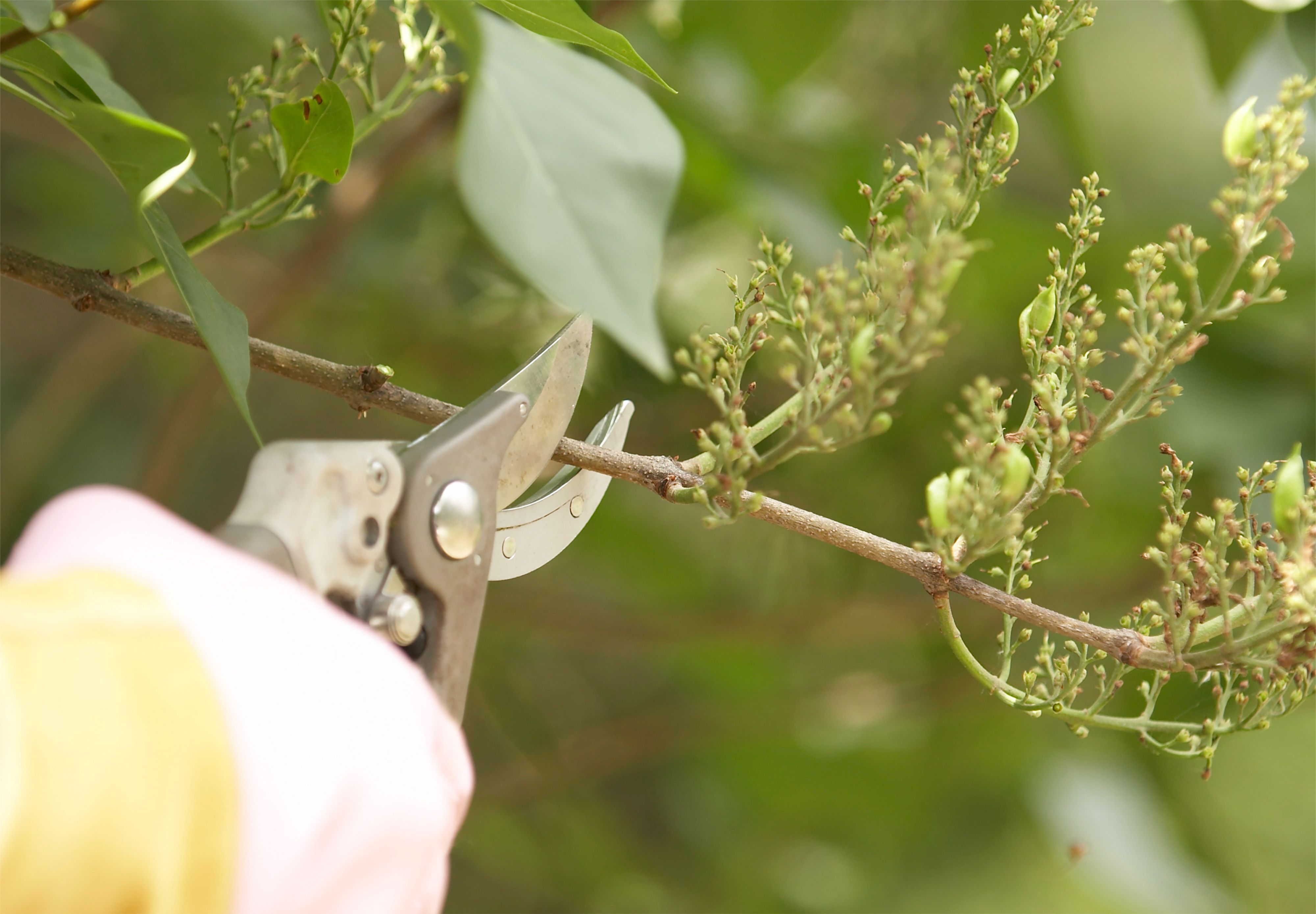 A close-up of clean bypass pruners cutting a spent lilac flower cluster above fresh green leaves