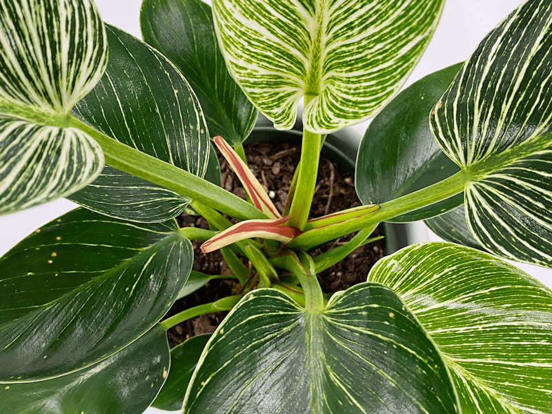 A close-up of hands gently lifting Philodendron Birkin leaves to inspect the undersides near a sunny window, real indoor plant care scene