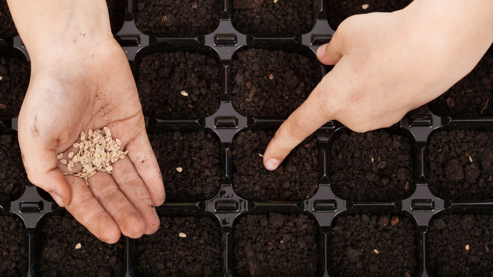 A close-up of hands placing tiny tomato seeds into a seed starting tray filled with moist seed starting mix, realistic indoor photo