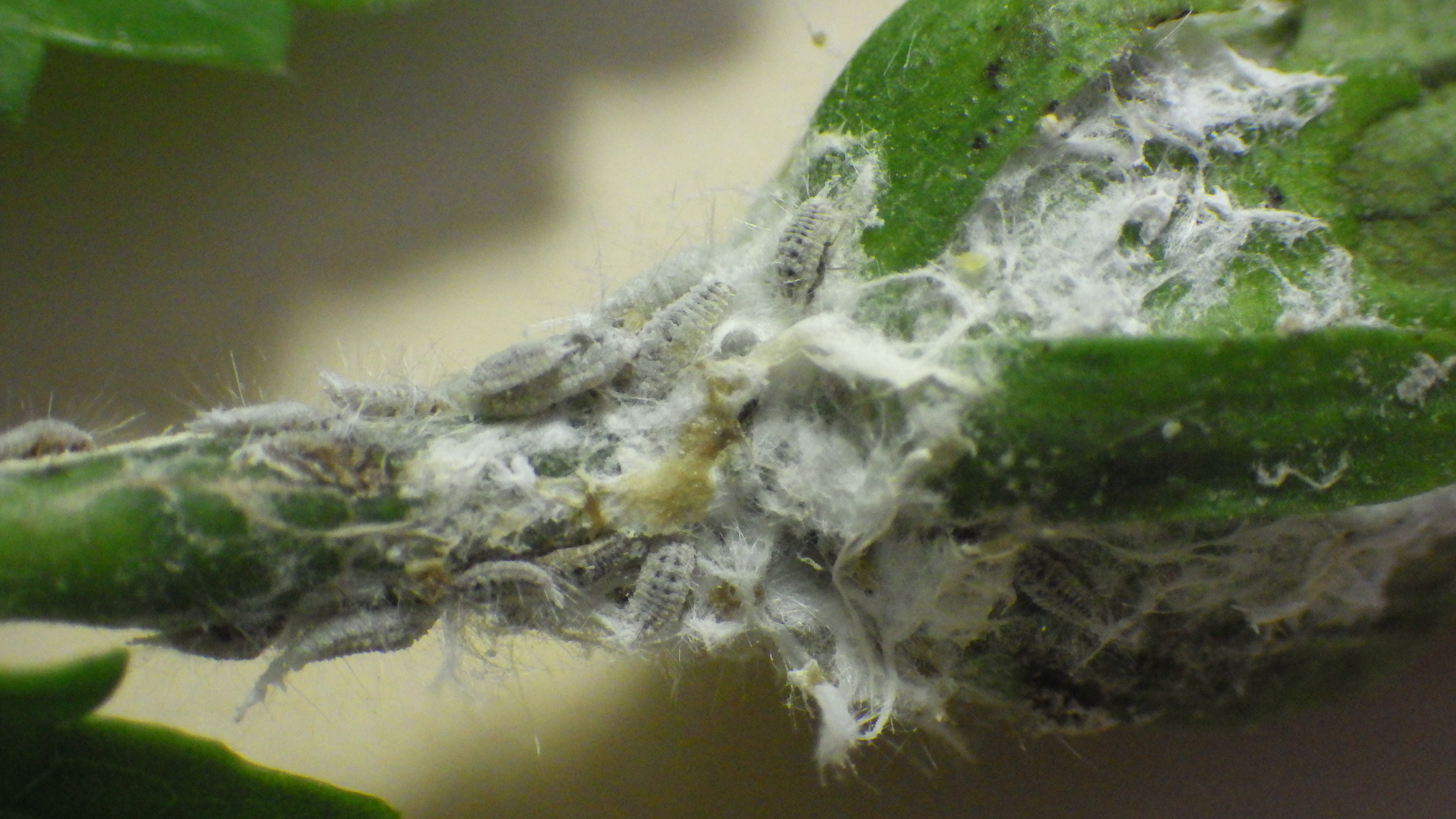 A close-up of hardy hibiscus leaves showing irregular holes and chewed edges from insect feeding