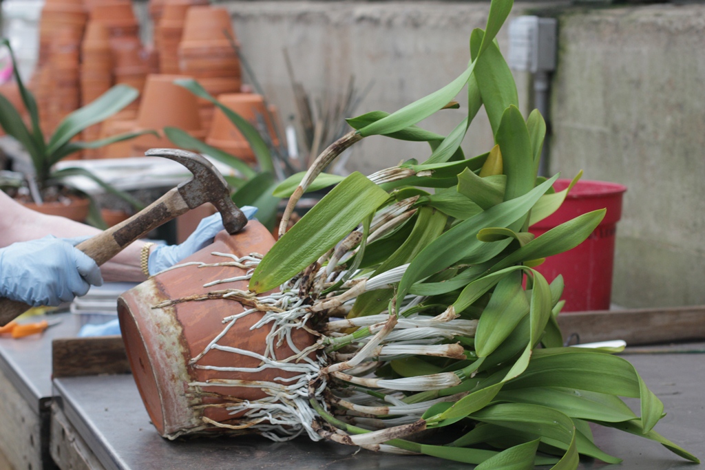 A close-up photo of a Cattleya orchid in a pot with visible pseudobulbs, thick roots, and bark media, showing the plant structure clearly