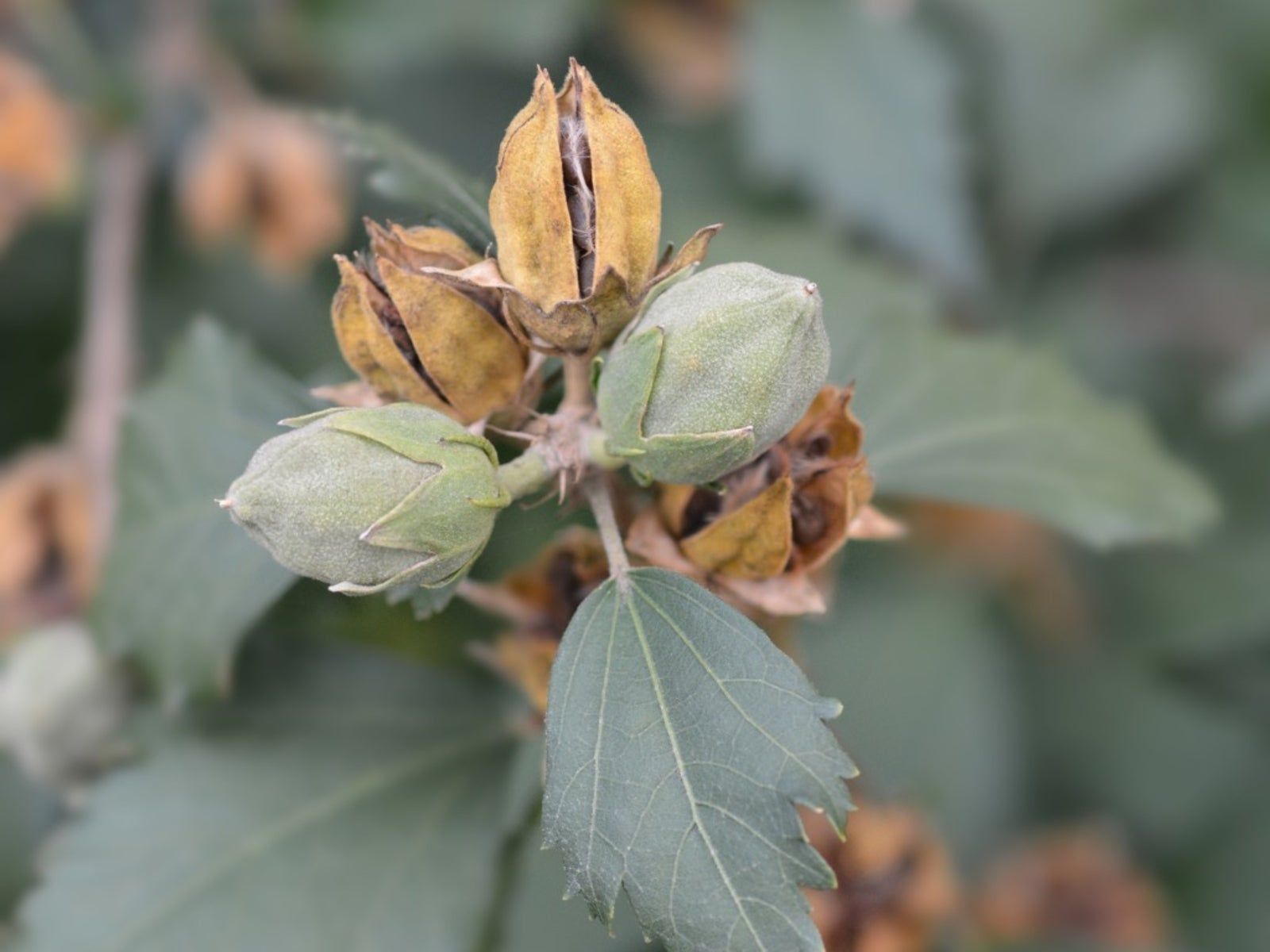 A close-up photo of a Rose of Sharon seed pod forming on a branch after blooming, real garden photography