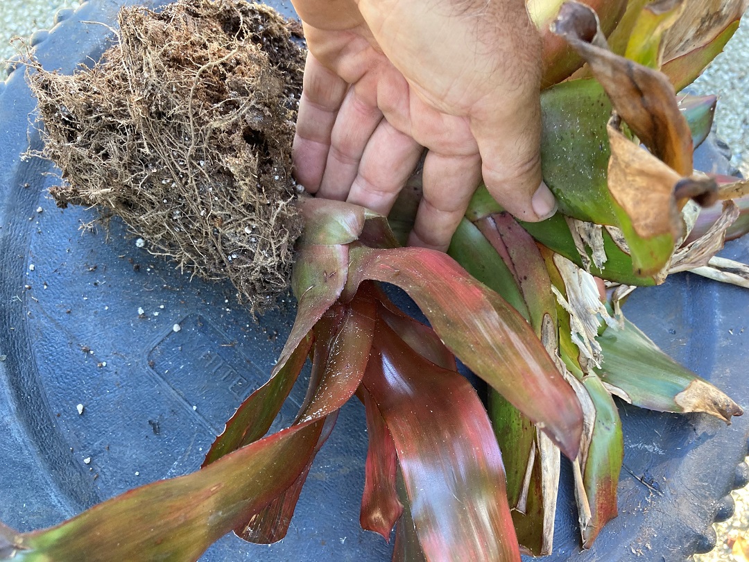 A close-up photo of a bromeliad center showing dark, soft tissue and collapsing inner leaves consistent with crown rot